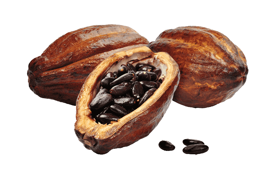 Cacao