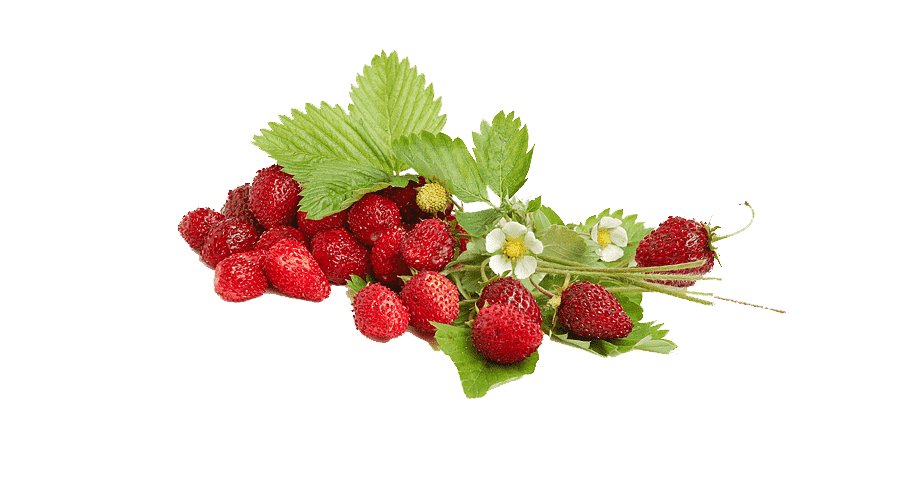 Fraise des bois