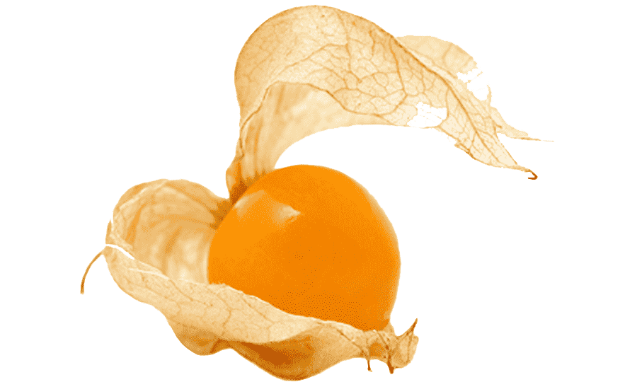 Physalis